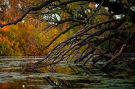 I went to Whitnall Park tonight in search of some Autumn foliage, but it still pretty green there.  This here is a tree that’s fallen over into the pond, and [&hellip;]