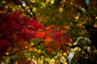 I seen this tree while driving through Jackson Park, and stopped to take some pictures of it.  Sadly, this is what I’d consider the best one.  I hope to get [&hellip;]