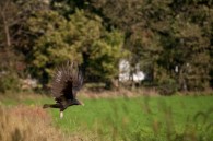A Turkey Vulture.