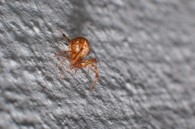 This guy was crawling on the wall at work.