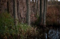 Trees On the shore of Beaver Dam Lake.