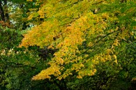 This was taken on a walk along the Menominee River in Wauwatosa.  Not much color over there yet either. This one was taken just a few steps from the river.  [&hellip;]