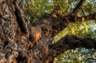 Another gnarly tree along the Menominee River.  14mm lens, 5 shot HDR *Bonus Photo* This one’s filed under ‘Why’d I take this.’ Took this around 8:00 tonight. Two minute exposure [&hellip;]