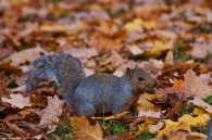 This squirrel was busy digging up acorns and didn’t seem bothered by me. I took 20 or so shots of him, this being the only sharp one. It was moving [&hellip;]