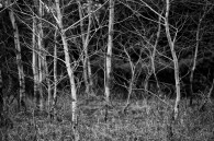 I took this last Thursday in the Kettle Moraine State Forest. I shot this with the 50mm stopped down to f/2. I think this is one of my better efforts [&hellip;]
