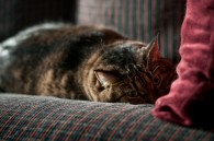 I went out and took some pictures yesterday and today, but all of them sucked. When I got home today, the cat was laying on the couch and I took [&hellip;]