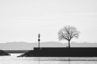 A tree and another panorama of the lakefront. Two things that show up a lot around here.