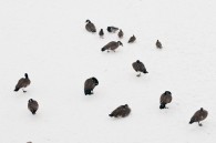 This afternoon I was walking across a bridge over the Milwaukee River, and noticed these geese and ducks hanging out on the frozen river below. These are all of them. [&hellip;]