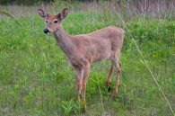 Driving through Bender Park down by the lake, I saw this fella grazing about 20 feet off the road. I was able to get pretty close, but didn’t make very [&hellip;]