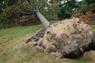 On my way home from Illinois, I drove past this park in Kenosha that took the brunt of a recent storm. There were about four 30 foot trees that were [&hellip;]
