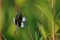 My research tells me this is a Widow Skimmer Dragonfly, which I found a Whitnall Park this evening. I took this one, then started setting up a flash to add [&hellip;]