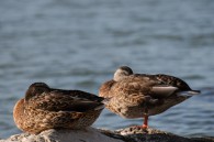 Ducks. Gull. The fish was soon dropped back in the water. I think it picked up a bit more than it could carry.