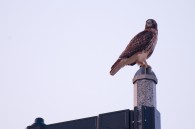 Walking back to the motorcycle after taking pictures from the viaduct, I seen this hawk land on a street light. This was shot from across the street. I was able [&hellip;]