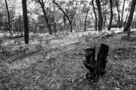 These are all I have from today, neither any good. I found the letter ‘y’ at Quincy Bluff. Here’s the visitor list at Wayside park.