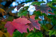 Some Autumn leaves at Whitnall Park this evening.