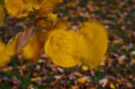 if you violently shake a branch while taking a picture of it. Huh.