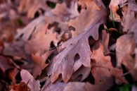 After work, I walked through Jackson Park and photographed the faded brown leaves on the ground. Then, yesterday evening I went to Bender Park in Oak Creek and photographed the [&hellip;]