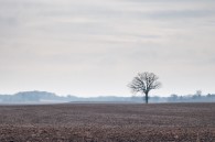 More fields, anyone? Both of these were taken near Big Bend, WI. The farther west I drove, the foggier it got. I was hoping to make better use of it, [&hellip;]