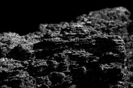 &nbsp; An ant on Maple Canyon.