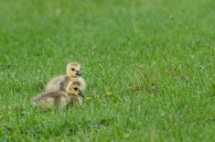 This afternoon while driving through Whitnall Park, I spotted two young geese grazing with their parents in the grass. I was able to get within about ten feet of them [&hellip;]