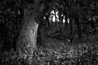 Taken at Lulu Lake State Natural Area yesterday.