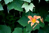 A daylily poking through my neighbor’s grape vines.