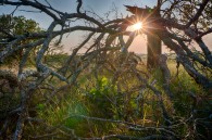 This one is from a couple days ago in the Kettle Mornine State Forest. It is a seven shot HDR made at sunset. This is the same tree pictured in [&hellip;]