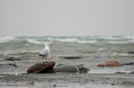 A seagull, downtown, just offshore. Vines in Whitnall Park. A fallen tree in Whitnall Park. A stream in the Kettle Moraine State Forest. A young robin near Emily’s apartment. A [&hellip;]