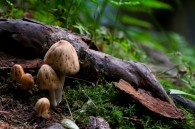 Emily and I stopped at Governor Dodge State Park on Saturday, and I took  photos of the mushrooms above and some other kind of fungus pictured below.