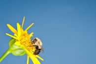 I went to Whitnall Park today for the sole purpose of photographing bees. I threw on an extension tube and my home made ring light and headed for the wild [&hellip;]
