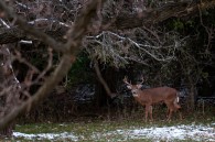 This fall didn’t amount to much, photographically speaking. I made it out a few times, but I couldn’t seem to get anything worth posting. Hopefully the cold grey winter will [&hellip;]