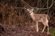 &nbsp; I went out to Whitnall Park  today in between the rain showers, and found a few does snacking on a pile discarded pumpkins.