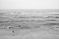 I forgot about this one from a couple of weeks ago at Kohler-Andrae State Park.