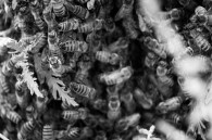 These bees setup camp outside my work for one night last week, then they moved on.