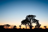 Silhouettes of trees. Silhouettes of trees and their reflection that vaguely forms an arrow pointing to the right.