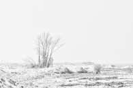 &nbsp; A couple from Illinois Beach State Park. This one was taken yesterday morning in Kenosha.