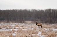 I had a little more luck with the wildlife at Elk Island today. I have yet to see a moose though…