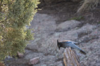 It’s kind of a shame that I have these two not-so-great photos of such a handsome bird. Taken today at Lory State Park in Colorado.