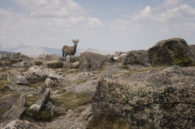 Taken on the way up to Mt. Evans back in August.