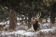 A couple from Rocky Mountain National Park last weekend.